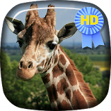 Giraffe Hidden Capture LiveWP icon