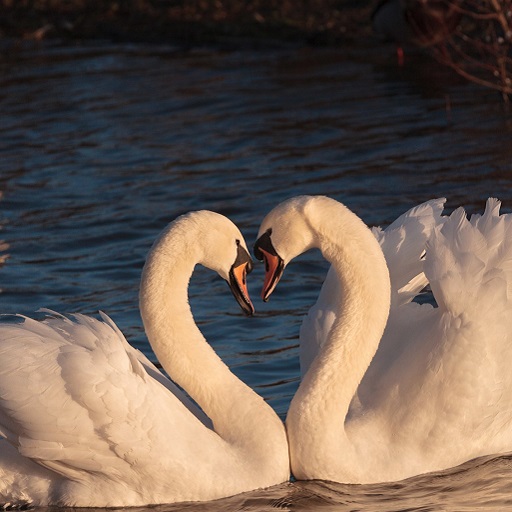 Swan Wallpaper HD logo