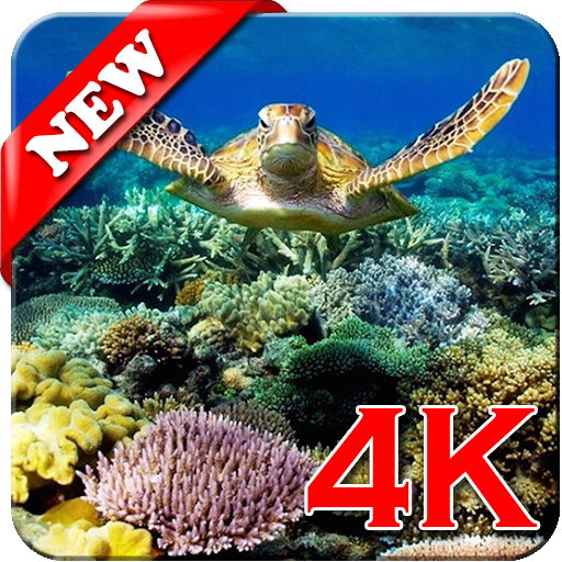 Coral Reef Wallpaper 4K Download on Windows