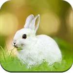 Cover Image of डाउनलोड Rabbit wallpaper  APK
