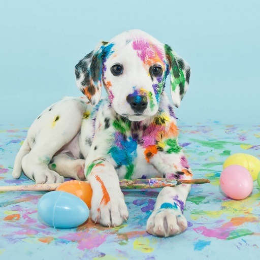 Dalmatian Dog Wallpaper HD for  Android – Latest Version & Features app icon