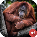 Cover Image of ダウンロード Orangutan Sounds  APK