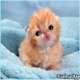 Cute Baby Animal icon
