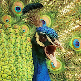 peacock live wallpaper icon