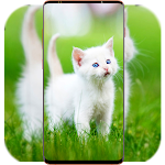 Cover Image of Download Cat Wallpaper HD  APK