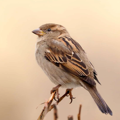 Sparrow sms logo