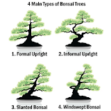 Types of Bonsai Trees icon