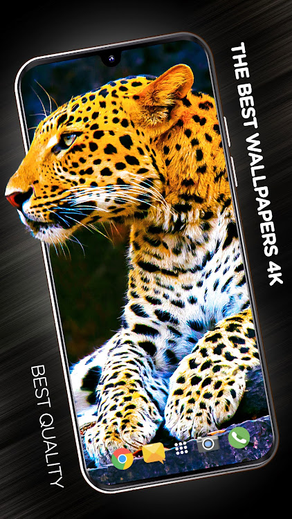 Animals Wallpapers for phone - 3.2.0 - (Android)