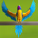 My Talking Parrot Laai af op Windows