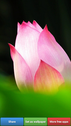 Lotus Flower Wallpapers - Latest version for Android - Download APK