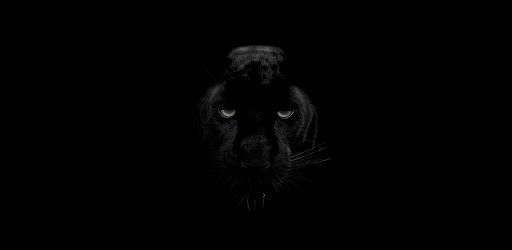black panther wallpaper - wild cat wallpaper on Windows PC Download Free -   ..wallpaper