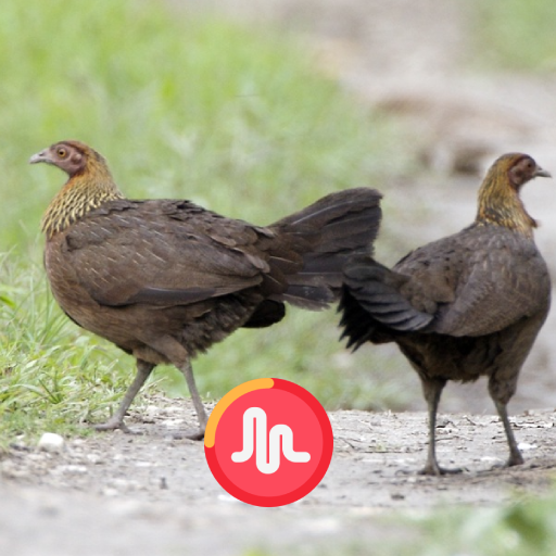 Red Junglefowl Female Call HD logo