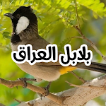 Cover Image of Baixar بلابل العراق  APK