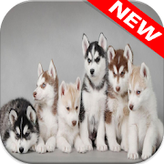 Top 39 Personalization Apps Like ? Husky Wallpapers - Dog Wallpaper - Best Alternatives