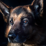german shepherd dog wallpaper icon