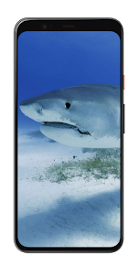 Shark Swimming Wallpaper HD