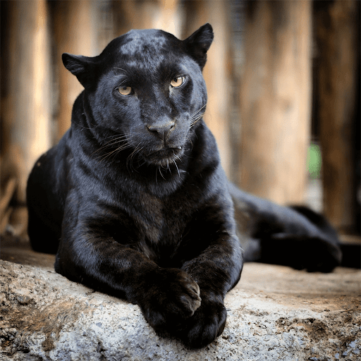 Wild Animals Puzzle Game Screen 2