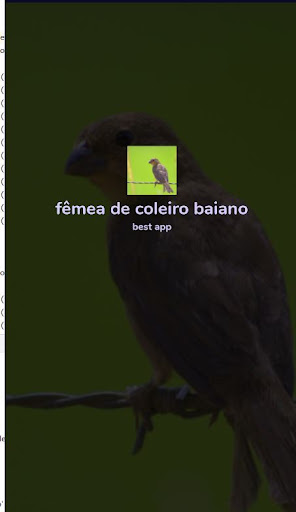 Fêmea de Coleiro-baiano - Papa-capim-capuchinho - Female o…