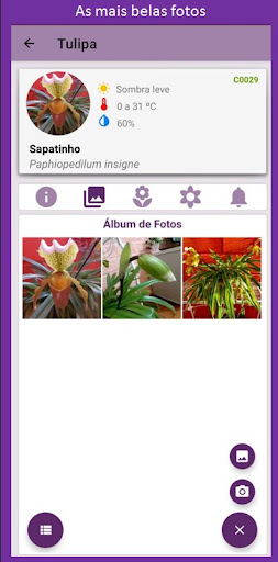 Tulipa Screen 3