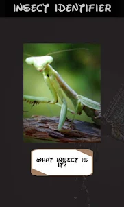 Automatic insect identifier