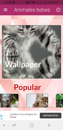 Animales bebé Fondo de Pantalla, Wallpaper HD