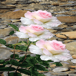 Cover Image of Herunterladen Pink White Roses LWP  APK