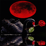 Red Rose Swan LWP icon