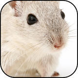 Cute hamster wallpapers icon