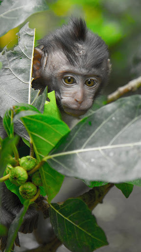 Android application baby monkey wallpaper screenshort
