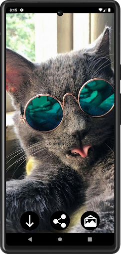 Funny Сats Wallpapers Screen 3