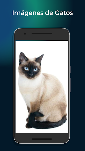 Imágenes de Gatos Screen 2
