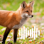Cover Image of Tải xuống Fox hunting calls  APK