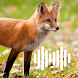 Fox Hunting Calls - Androidアプリ