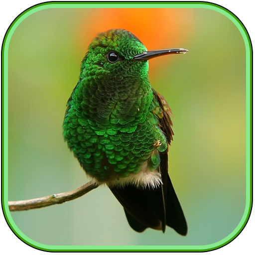 Bird Wallpapers 1.0 Icon