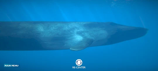 Blue Whale AR Encounter