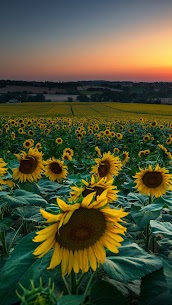 Title: “Sunflower Wallpaper: Your Ultimate Source for Stunning Sunflower Images” 6