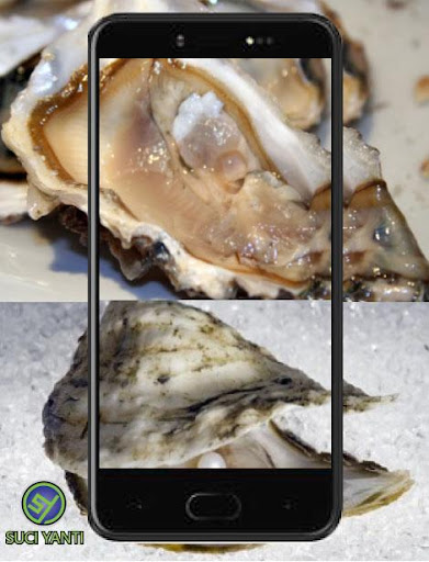 Seawater Pearl Shells Cultivat