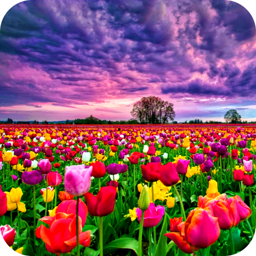 Flower Fields Live Wallpaper logo