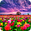 Flower Fields Live Wallpaper