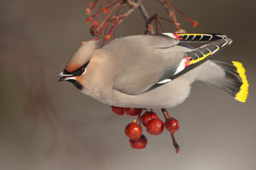Android application Bohemian Waxwing Wallpapers screenshort