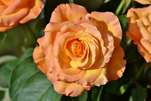 Orange Rose Wallpapers 9