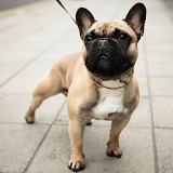 French Bulldogs Wallpapers icon