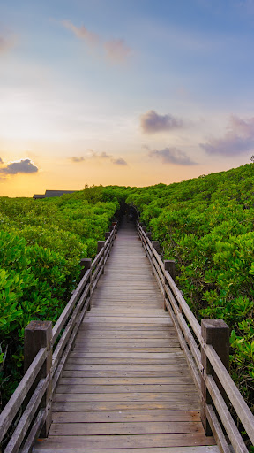 Mangrove Forest Wallpaper