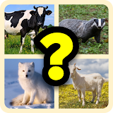 GUESS THE ANIMAL QUIZ icon