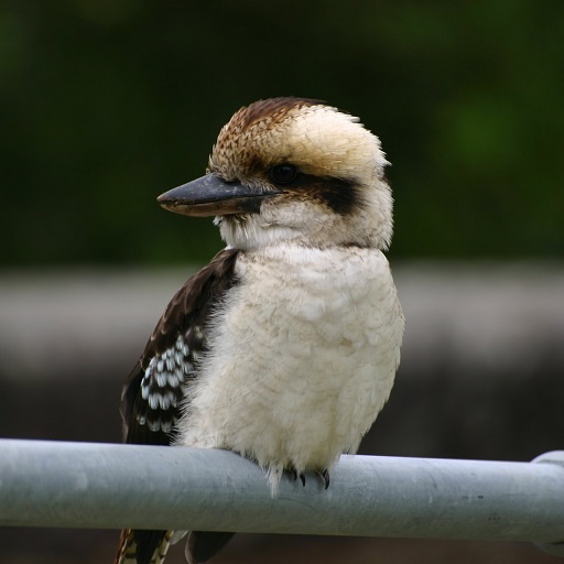 Kookaburra Bird Wallpapers logo