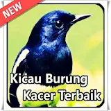 Kicau Burung Kacer Terbaik icon