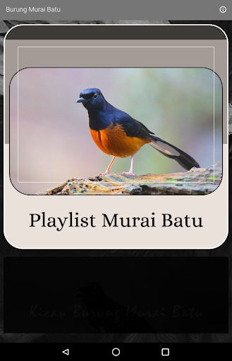 Android application Kicau Burung Murai Batu screenshort