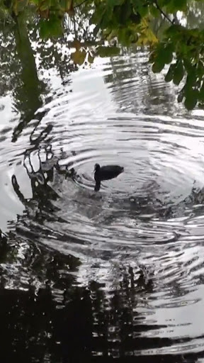 Android application bird water wallpaper screenshort
