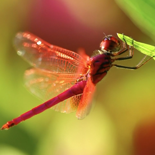dragonfly wallpaper logo