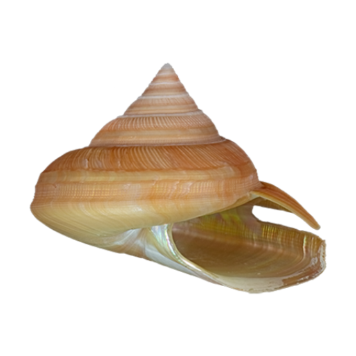Conchology logo